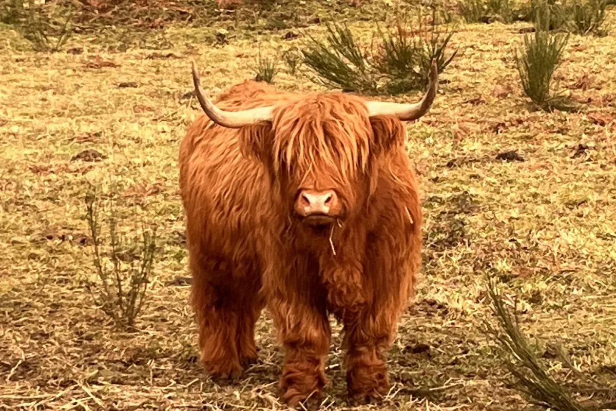 Tapucine de l'Epini&egrave;re