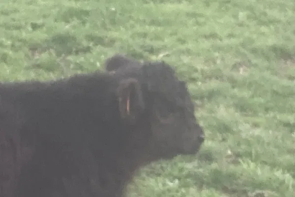 Arwenn des Elanc&egrave;zes