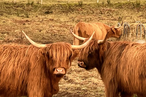Torr&egrave;ze de l'Epini&egrave;re