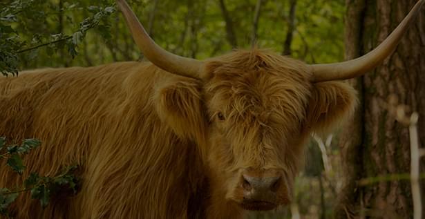 Catalogue des animaux