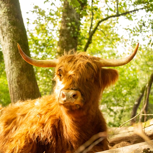 La Higlander de la ferme des Elancezes.