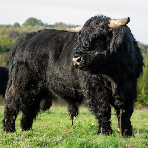 La Kiloé de la ferme des Elancezes.