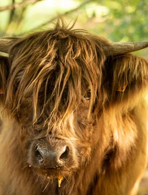 La Ferme des Elancèzes, ferme d'élevage d'Highlands, vous accueille en Corrèze.