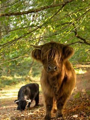 La Ferme des Elancèzes, ferme d'élevage d'Highlands, vous accueille en Corrèze.
